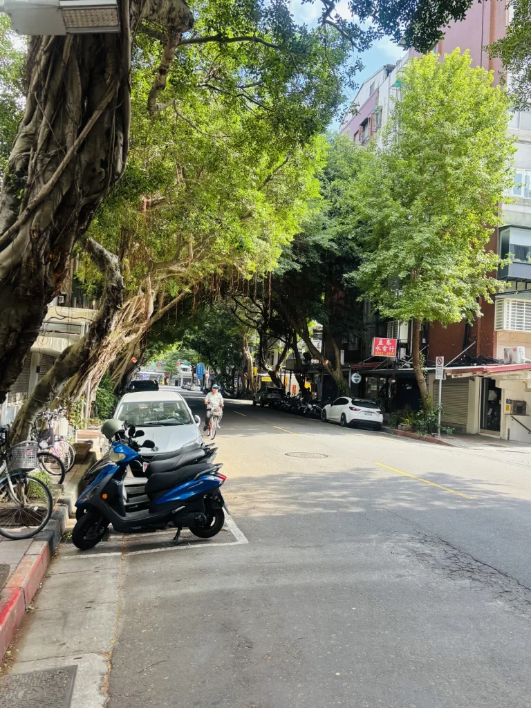 Banyan tree canopy over a quiet Taipei alley